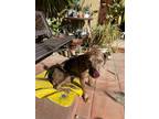 Adopt Potts a Brown/Chocolate - with Black Catahoula Leopard Dog / Labrador