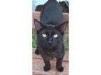 Adopt Licorice a All Black Domestic Shorthair (short coat) cat in Spring Hill