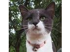 Adopt Misa a Gray or Blue Domestic Shorthair (short coat) cat in Spring Hill