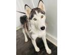 Adopt Genevieve a Merle Husky / Mixed Breed (Medium) / Mixed (short coat) dog in