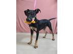 Adopt Ripley a Black - with White Doberman Pinscher / Rat Terrier / Mixed dog in