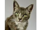 Adopt ashley a Gray or Blue Domestic Shorthair / Domestic Shorthair / Mixed cat