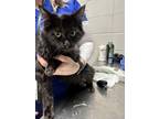 Adopt 55193589 a All Black Domestic Longhair / Domestic Shorthair / Mixed cat in
