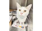 Adopt Levi a White Domestic Shorthair / Domestic Shorthair / Mixed cat in
