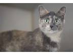 Adopt Swan a Gray or Blue Domestic Shorthair / Domestic Shorthair / Mixed cat in