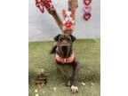 Adopt Kiba a Brown/Chocolate American Staffordshire Terrier / Labrador Retriever