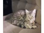 Adopt Hemi a Tan or Fawn Tabby Polydactyl/Hemingway / Mixed (short coat) cat in