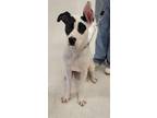 Adopt Max a White - with Black Great Dane / Terrier (Unknown Type
