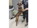 Adopt Macciato a Brindle - with White Mixed Breed (Medium) / Mixed dog in