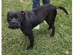 Adopt Earl Gray a Black Boxer / Mastiff / Mixed dog in Houston, TX (40655961)