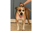Adopt Luna a Tan/Yellow/Fawn - with White Boxer / Mixed dog in Englewood