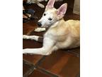 Adopt Bruno a White - with Tan, Yellow or Fawn Shepherd (Unknown Type) / Mixed