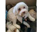 Adopt Toby a White Miniature Poodle / Mixed dog in Saint Mary's, GA (40654150)