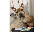 Adopt Nova a Tan/Yellow/Fawn American Pit Bull Terrier / Mixed dog in