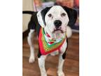 Adopt Panda a White - with Black Mixed Breed (Medium) / Mixed dog in