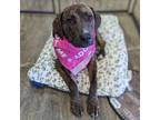 Adopt Cordelia a Brindle Mixed Breed (Medium) / Mixed dog in Vail, AZ (40087526)