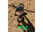 Adopt Abe a Shiba Inu / Mixed dog in Midland, TX (40649995)