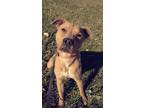 Adopt Sam a Labrador Retriever / Mixed Breed (Medium) / Mixed dog in Pittsfield