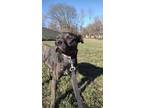 Adopt Dean a Labrador Retriever / Mixed Breed (Medium) / Mixed dog in