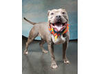 Adopt Shakira a Merle American Pit Bull Terrier / Mixed Breed (Medium) / Mixed