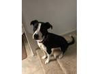 Adopt Jase (SC) a Labrador Retriever dog in San Angelo, TX (40649207)
