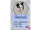 Adopt Sherlock a White - with Black Mutt / Mixed dog in Castro Valley