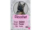 Adopt Ricochet a Black - with Brown, Red, Golden, Orange or Chestnut Dutch