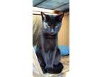 Adopt Midnight URGENT a Bombay / Mixed (short coat) cat in Scottsboro