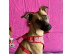 Adopt Roxie a Brown/Chocolate Black Mouth Cur / Whippet / Mixed dog in Carlsbad