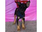 Adopt Tailgate a Black - with Tan, Yellow or Fawn German Pinscher / Labrador