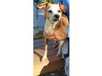 Adopt Daisy a Tricolor (Tan/Brown & Black & White) Beagle / Rat Terrier / Mixed