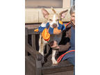 Adopt Kellogg- IN FOSTER a Tan/Yellow/Fawn Mixed Breed (Medium) / Mixed dog in