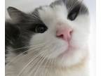 Adopt 2/3/24 a White Domestic Mediumhair / Domestic Shorthair / Mixed cat in