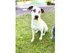 Adopt Wink a White Catahoula Leopard Dog / American Pit Bull Terrier / Mixed