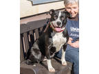 Adopt Gilda a Black Mixed Breed (Medium) / Mixed dog in Chamblee, GA (39785562)