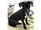 Adopt 160922 a Black Dachshund / Mixed dog in Bakersfield, CA (40647514)