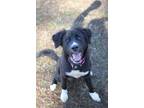 Adopt Annabelle a Black Border Collie / Mixed dog in Moncks Corner