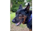 Adopt Hans a Black - with Brown, Red, Golden, Orange or Chestnut German Shepherd