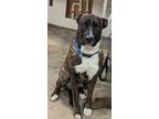 Adopt Bentley a Plott Hound / Mixed dog in Osage Beach, MO (40647227)