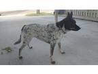 Adopt Clara a Black - with White Australian Cattle Dog / Terrier (Unknown Type