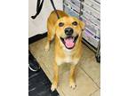 Adopt Ace a Tan/Yellow/Fawn Mixed Breed (Large) / Mixed dog in Covington
