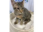 Adopt Braylin a Gray or Blue Domestic Shorthair / Domestic Shorthair / Mixed cat