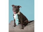 Adopt Jackson a Black Mixed Breed (Large) / Mixed dog in New Smyrna Beach