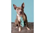 Adopt Smokey a Brown/Chocolate Mixed Breed (Small) / Mixed Breed (Medium) /