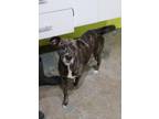 Adopt Pickles a Brindle Mixed Breed (Medium) / Mixed dog in Point Pleasant