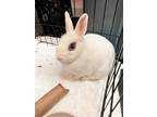 Adopt Fennel a White American / Mixed rabbit in Key West, FL (39003667)