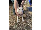 Adopt 55187974 a White Bull Terrier / Mixed dog in Inverness, FL (40646834)
