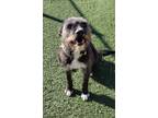 Adopt Willie a Black Irish Wolfhound / Mixed Breed (Medium) / Mixed (short coat)