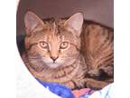 Adopt Keyli a Brown or Chocolate Domestic Shorthair / Domestic Shorthair / Mixed