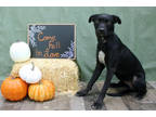 Adopt Tobie DIRD 10/11/23 a Black Labrador Retriever / Mixed Breed (Medium) /